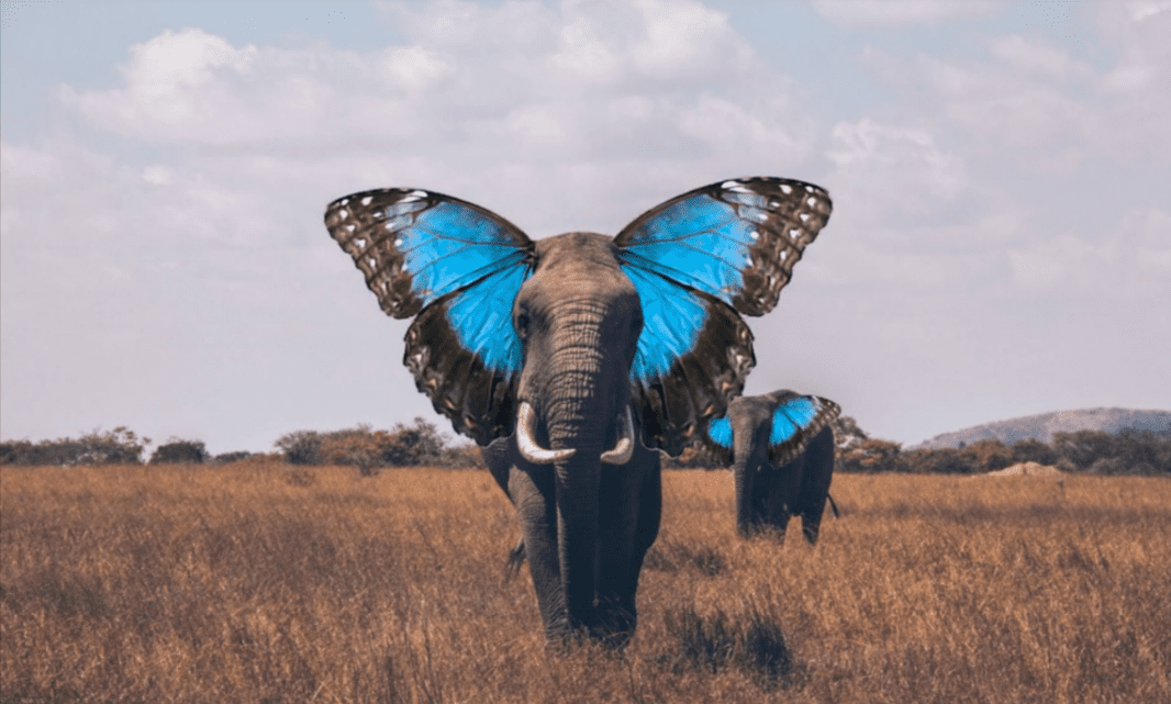 День гибридов. Слон бабочка. Слон с ушами бабочки. Слон с крыльями. Слон с крыльями бабочки.